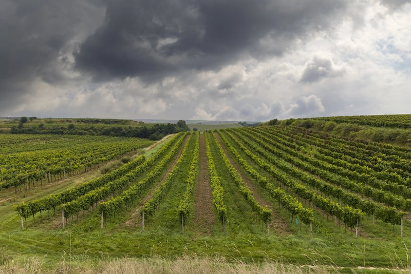 Half of French wine businesses face serious cash-flow problems