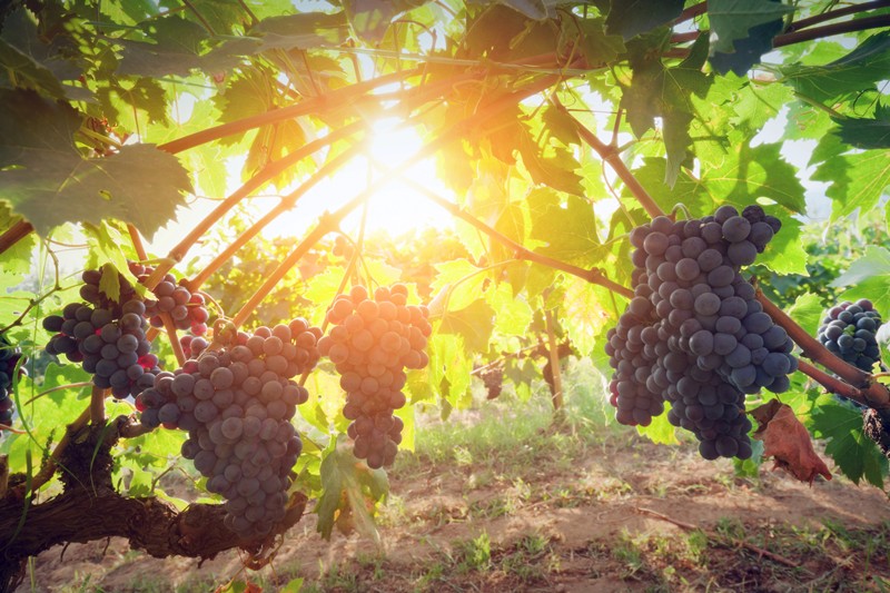 California wineries welcome a harvest that may be 50% smaller in Napa Valley