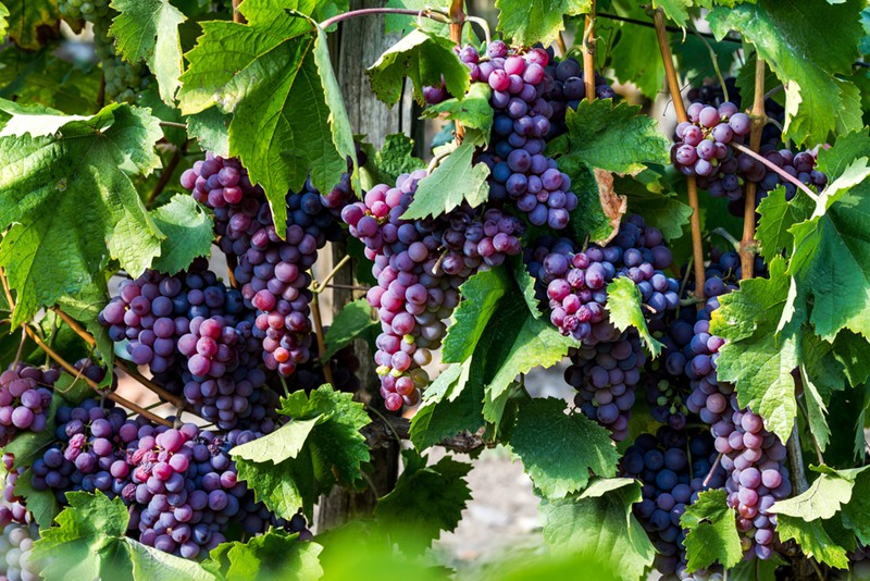 The International Treaty and OIV propose a study of grapevine genetic resources