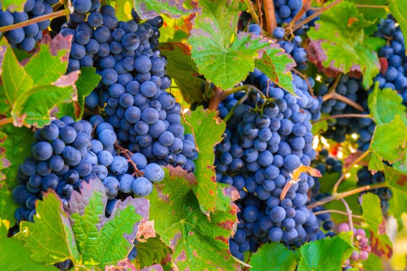 रेज्जो एमिलिया और मोडेना में Lambrusco की फसल एक दशक के निचले स्तर पर