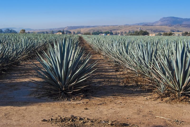 Tamaulipas Pledges 8 Million Pesos for Its Agave Production Chain