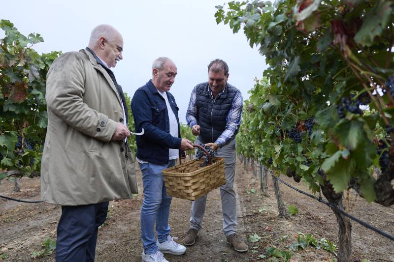 La D.O. Navarra cierra la vendimia más temprana de su historia con 43,55 millones de kilos de uva