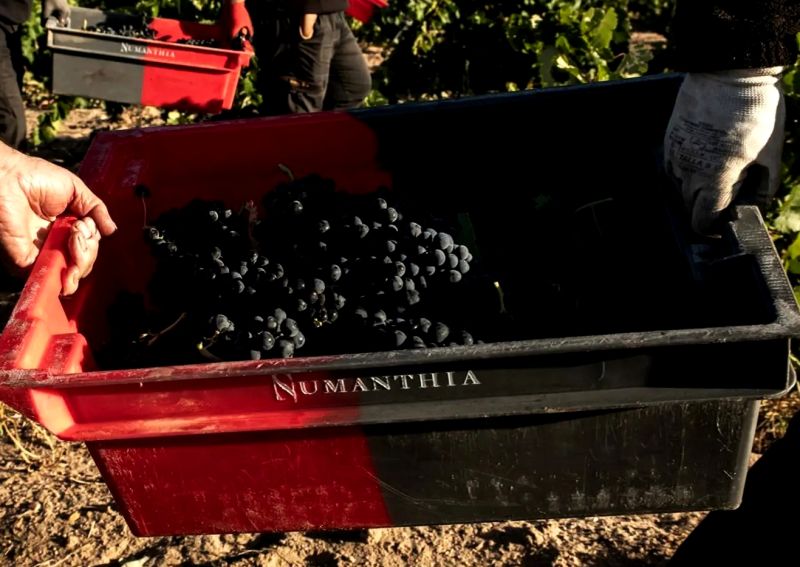 Numanthia completed the earliest grape harvest in its history