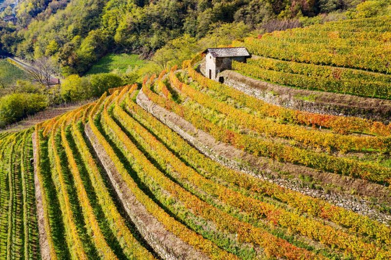 Los muros de piedra seca sostienen la viticultura heroica en la Valtellina