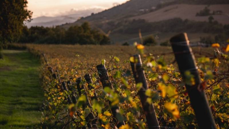 Poderi dal Nespoli bringt Prugneto 2024 mit Cotarellas neuem Sangiovese-Stil auf den Markt