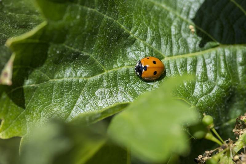La certificación de viticultura regenerativa de AVR exigirá base ecológica previa
