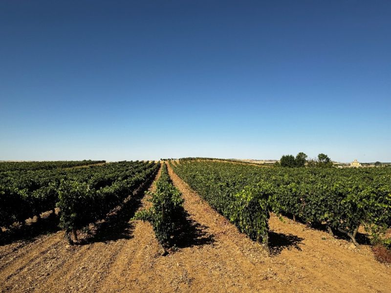 Ribera del Duero meldet 4,2 Prozent weniger Trauben bei der Lese 2026