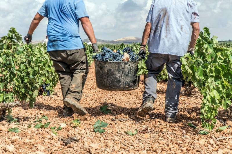 Valdepeñas cierra casi por completo la vendimia con 49 millones de kilos de uva