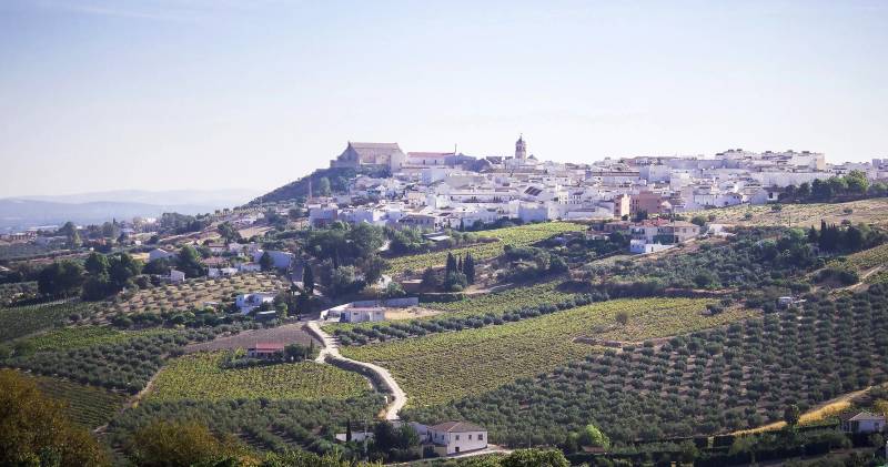 ACEVIN elige a Montilla como próxima ciudad española del vino