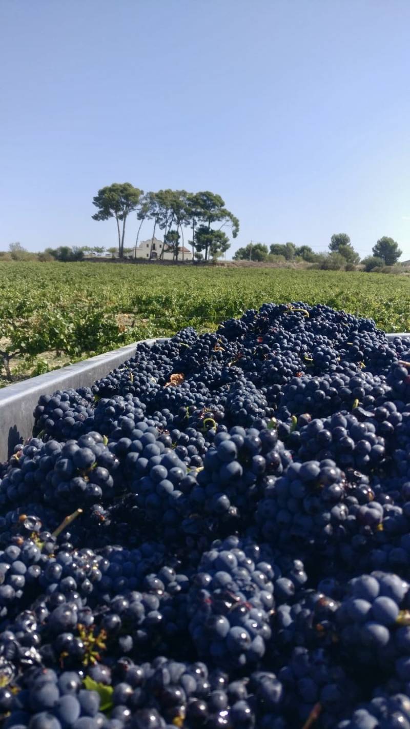 Celler Parató alcanza su 50ª vendimia fiel a un modelo familiar con viñedo propio
