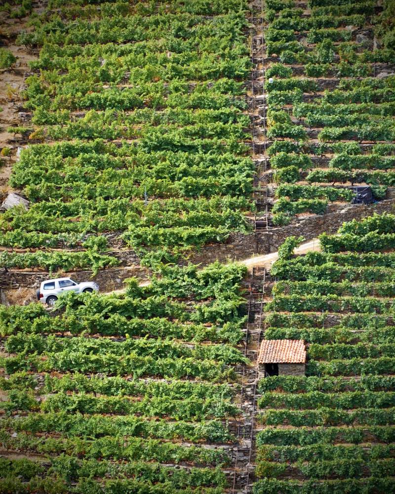 Ribeira Sacra lleva 14 vinos a una cata para sumilleres en Ávila