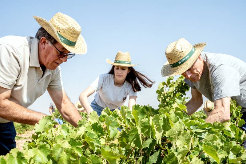 Cuatro Rayas cierra la vendimia con más uva ecológica en sus viñedos de La Seca