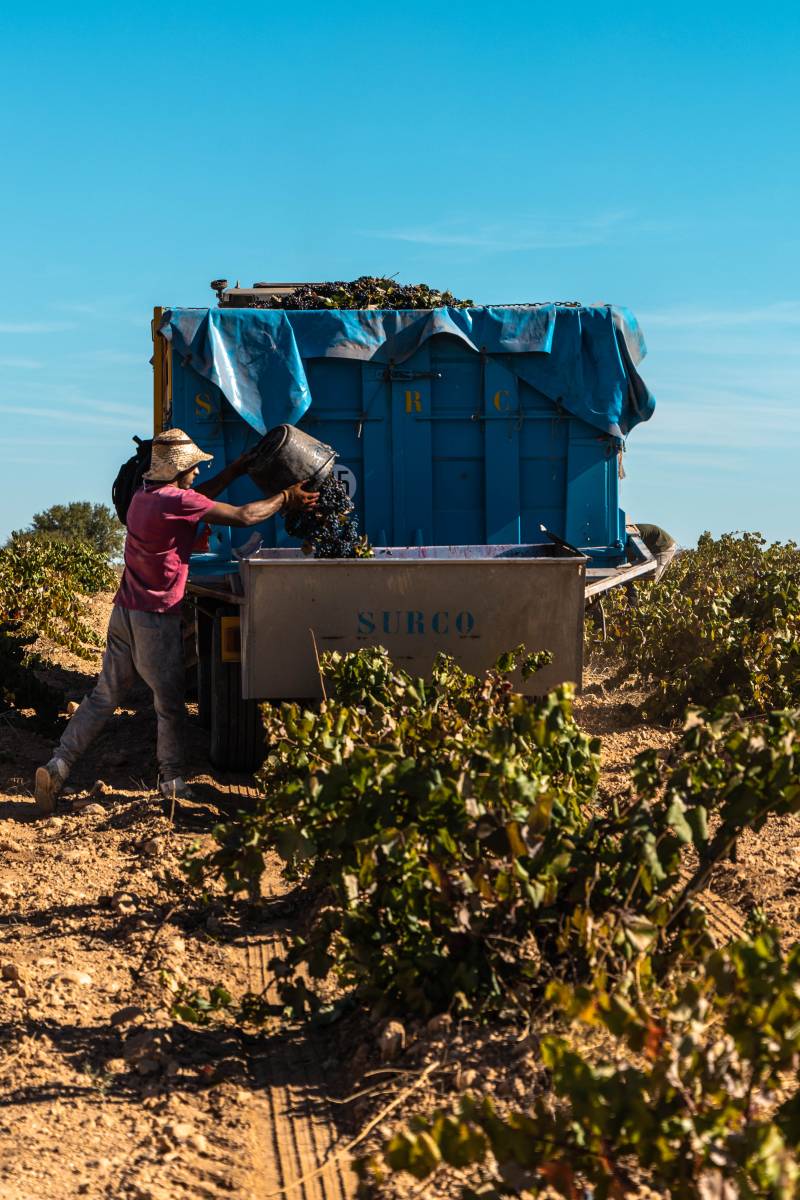 La vendimia en Almansa deja buenas previsiones de calidad por el buen estado de la uva