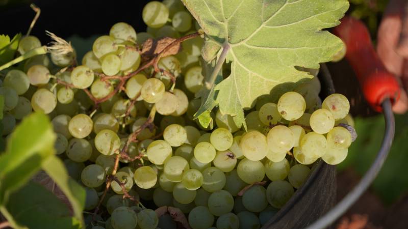 ¡La Vendimia de La Mancha: Vinos que Hacen Historia!