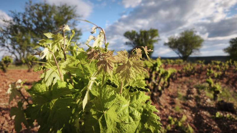 Las bodegas necesitan asegurar ya los viñedos que darán valor a sus vinos