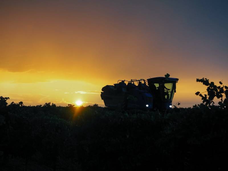 Rueda cierra la vendimia con 144,8 millones de kilos de uva, un 17,6% más